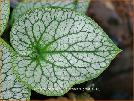 Brunnera macrophylla &#039;Alexander&#039;s Great&#039; | Kaukasische vergeet-mij-nietje, Vast vergeet-mij-nietje | Kauka