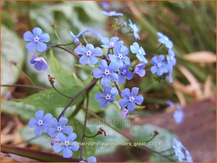 Brunnera macrophylla &#039;Alexander&#039;s Great&#039; | Kaukasische vergeet-mij-nietje, Vast vergeet-mij-nietje | Kauka
