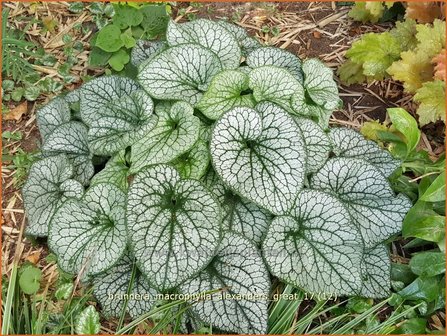 Brunnera macrophylla &#039;Alexander&#039;s Great&#039; | Kaukasische vergeet-mij-nietje, Vast vergeet-mij-nietje | Kauka