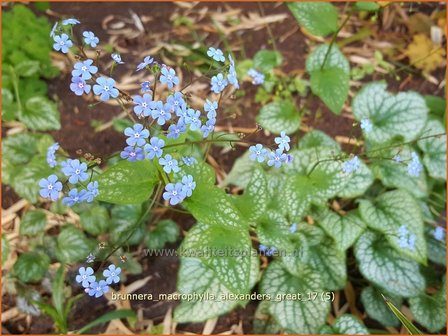 Brunnera macrophylla &#039;Alexander&#039;s Great&#039; | Kaukasische vergeet-mij-nietje, Vast vergeet-mij-nietje | Kauka