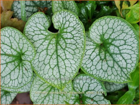 Brunnera macrophylla &#039;Alexander&#039;s Great&#039; | Kaukasische vergeet-mij-nietje, Vast vergeet-mij-nietje | Kauka