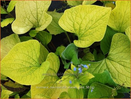 Brunnera macrophylla &#039;Diane&#039;s Gold&#039; | Kaukasische vergeet-mij-nietje, Vast vergeet-mij-nietje | Kaukasusve