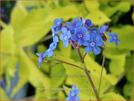 Brunnera macrophylla &#039;Diane&#039;s Gold&#039; | Kaukasische vergeet-mij-nietje, Vast vergeet-mij-nietje | Kaukasusve