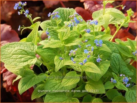 Brunnera macrophylla &#039;Diane&#039;s Gold&#039; | Kaukasische vergeet-mij-nietje, Vast vergeet-mij-nietje | Kaukasusve