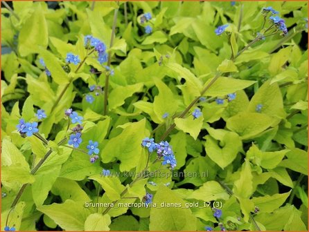 Brunnera macrophylla &#039;Diane&#039;s Gold&#039; | Kaukasische vergeet-mij-nietje, Vast vergeet-mij-nietje | Kaukasusve