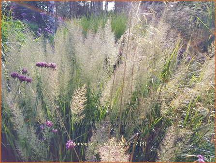 Calamagrostis brachytricha | Diamantgras, Struisriet | Diamant-Reitgras