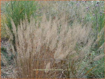 Calamagrostis brachytricha | Diamantgras, Struisriet | Diamant-Reitgras