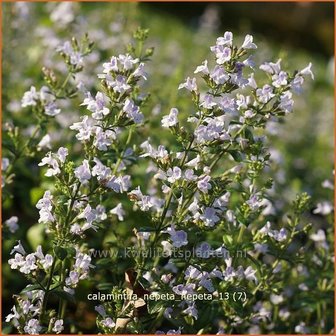 Calamintha nepeta | Bergsteentijm, Steentijm | Kleinbl&uuml;tige Bergminze