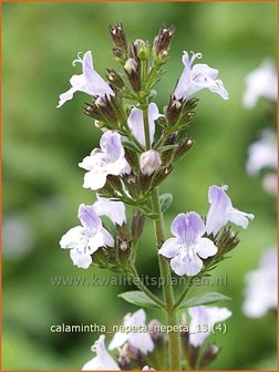 Calamintha nepeta | Bergsteentijm, Steentijm | Kleinbl&uuml;tige Bergminze