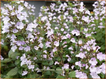 Calamintha nepeta | Bergsteentijm, Steentijm | Kleinbl&uuml;tige Bergminze