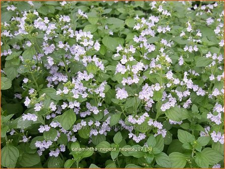 Calamintha nepeta | Bergsteentijm, Steentijm | Kleinbl&uuml;tige Bergminze