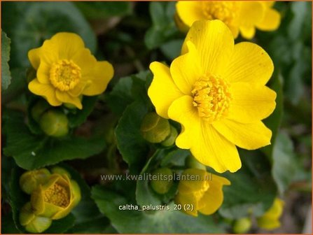 Caltha palustris | Dotterbloem | Sumpf-Dotterblume