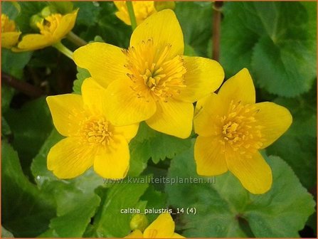 Caltha palustris | Dotterbloem | Sumpf-Dotterblume