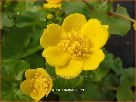 Caltha palustris | Dotterbloem | Sumpf-Dotterblume