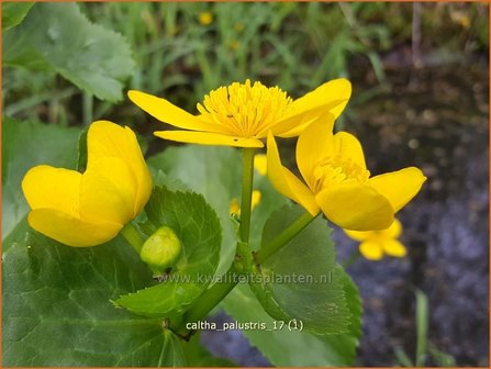 Caltha palustris | Dotterbloem | Sumpf-Dotterblume