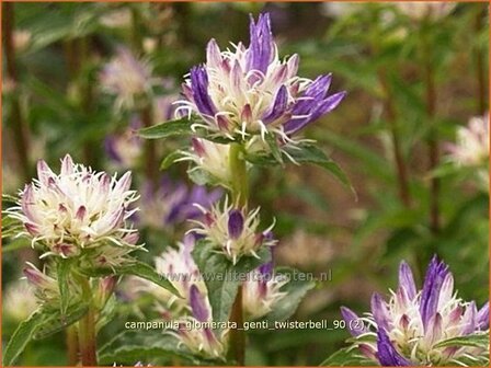 Campanula glomerata &#039;Genti Twisterbell&#039; | Kluwenklokje, Klokjesbloem | Kn&auml;uel-Glockenblume