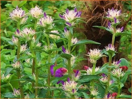 Campanula glomerata &#039;Genti Twisterbell&#039; | Kluwenklokje, Klokjesbloem | Kn&auml;uel-Glockenblume