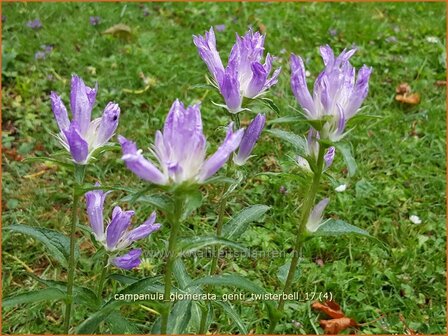 Campanula glomerata &#039;Genti Twisterbell&#039; | Kluwenklokje, Klokjesbloem | Kn&auml;uel-Glockenblume