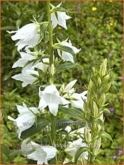 Campanula latifolia &#039;Alba&#039; | Breed klokje, Klokjesbloem | Breitbl&auml;ttrige Wald-Glockenblume