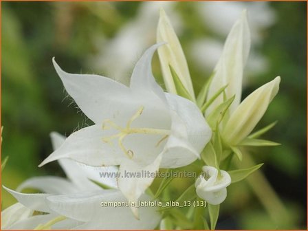 Campanula latifolia &#039;Alba&#039; | Breed klokje, Klokjesbloem | Breitbl&auml;ttrige Wald-Glockenblume