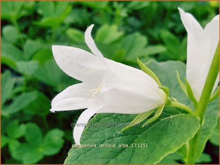 Campanula latifolia &#039;Alba&#039; | Breed klokje, Klokjesbloem | Breitbl&auml;ttrige Wald-Glockenblume