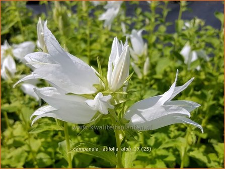 Campanula latifolia &#039;Alba&#039; | Breed klokje, Klokjesbloem | Breitbl&auml;ttrige Wald-Glockenblume