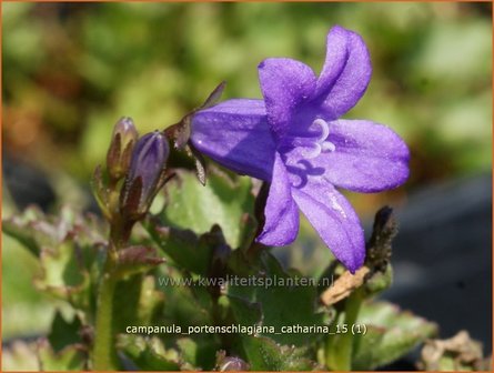 Campanula portenschlagiana &#039;Catharina&#039; | Dalmatieklokje, Klokjesbloem | Polster-Glockenblume