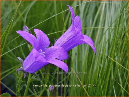 Campanula portenschlagiana &#039;Catharina&#039; | Dalmatieklokje, Klokjesbloem | Polster-Glockenblume