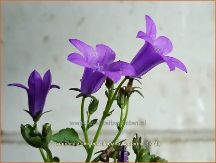 Campanula portenschlagiana &#039;Catharina&#039; | Dalmatieklokje, Klokjesbloem | Polster-Glockenblume