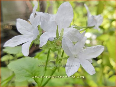 Campanula poscharskyana &#039;E.H. Frost&#039; | Kruipklokje, Klokjesbloem | H&auml;ngepolster-Glockenblume