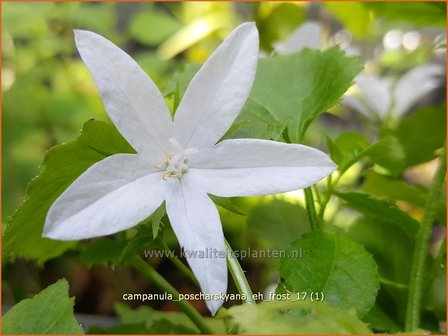 Campanula poscharskyana &#039;E.H. Frost&#039; | Kruipklokje, Klokjesbloem | H&auml;ngepolster-Glockenblume