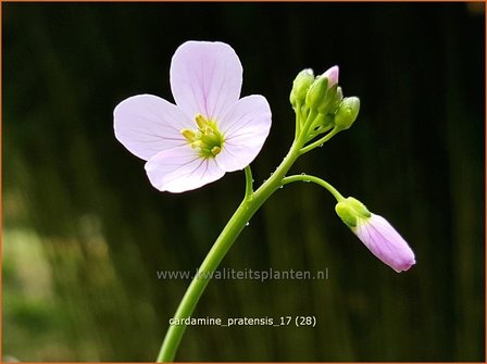 Cardamine pratensis | Pinksterbloem, Veldkers | Wiesen-Schaumkraut