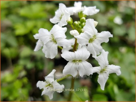 Cardamine trifolia | Veldkers | Kleebl&auml;ttriges Schaumkraut