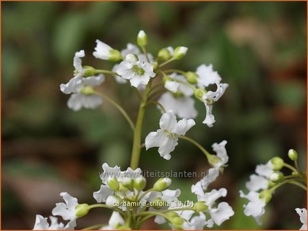 Cardamine trifolia | Veldkers | Kleebl&auml;ttriges Schaumkraut