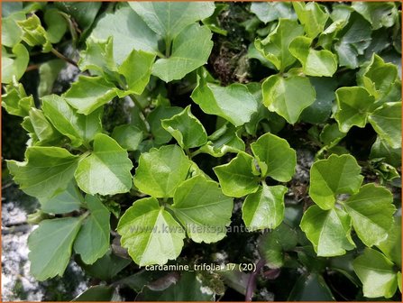 Cardamine trifolia | Veldkers | Kleebl&auml;ttriges Schaumkraut