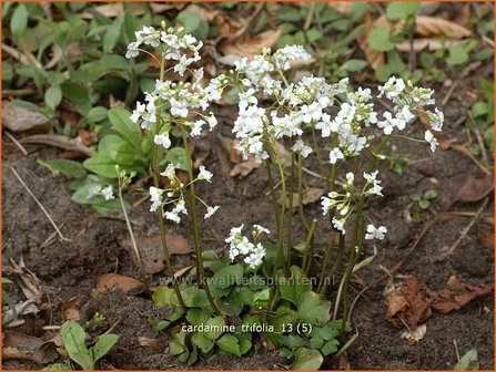 Cardamine trifolia | Veldkers | Kleebl&auml;ttriges Schaumkraut