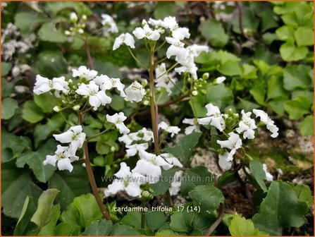 Cardamine trifolia | Veldkers | Kleebl&auml;ttriges Schaumkraut