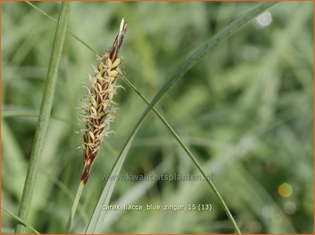 Carex flacca 'Blue Zinger' | Zeegroene zegge, Zegge | Blaugrüne Segge