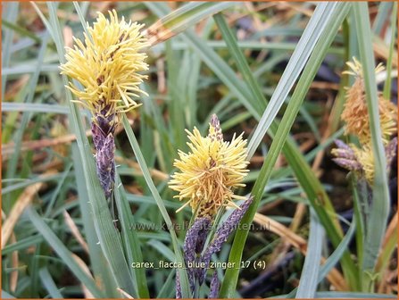 Carex flacca &#039;Blue Zinger&#039; | Zeegroene zegge, Zegge | Blaugr&uuml;ne Segge