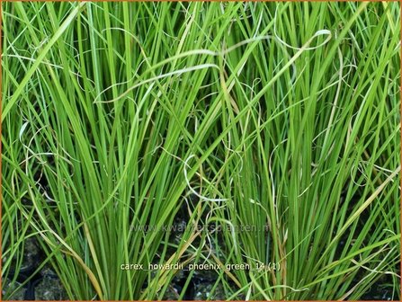 Carex howardii &#039;Phoenix Green&#039; | Zegge | Segge