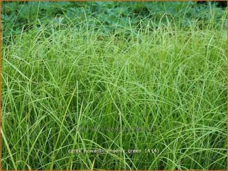 Carex howardii &#039;Phoenix Green&#039; | Zegge | Segge