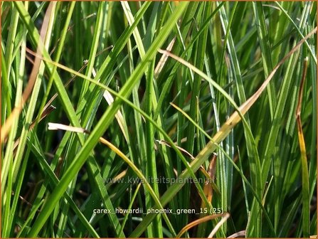 Carex howardii &#039;Phoenix Green&#039; | Zegge | Segge