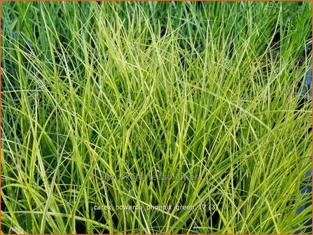 Carex howardii &#039;Phoenix Green&#039; | Zegge | Segge