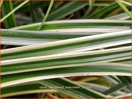 Carex oshimensis &#039;Evercream&#039; | Zegge | Buntlaubige Segge