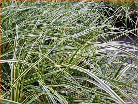 Carex oshimensis &#039;Evercream&#039; | Zegge | Buntlaubige Segge