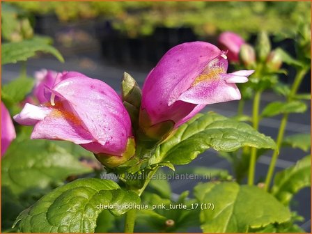 Chelone obliqua &#039;Pink Turtle&#039; | Schildpadbloem, Slangenkop | Schiefer Schlangenkopf