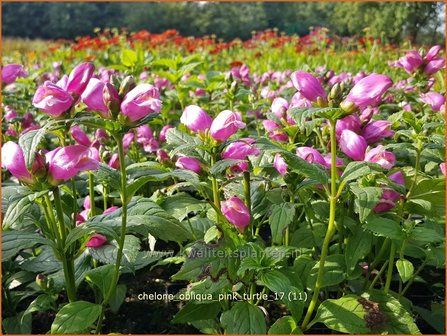 Chelone obliqua &#039;Pink Turtle&#039; | Schildpadbloem, Slangenkop | Schiefer Schlangenkopf