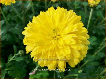 Chrysanthemum &#039;Citronella&#039; | Tuinchrysant, Chrysant | Chrysantheme