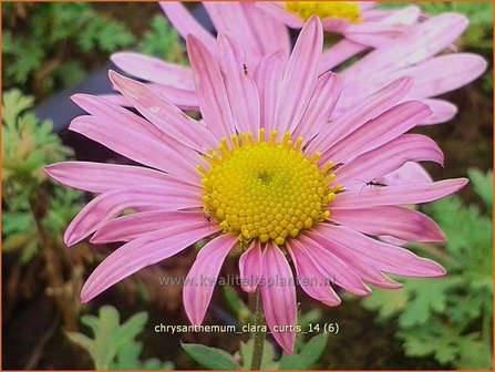 Chrysanthemum &#039;Clara Curtis&#039; | Tuinchrysant, Chrysant | Chrysantheme