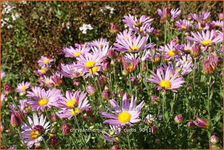 Chrysanthemum &#039;Clara Curtis&#039; | Tuinchrysant, Chrysant | Chrysantheme